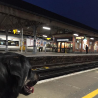 Madrid 2016: Dropping off the dog
