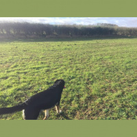 Guide dog working diary 2016: Day 31a - In a field in Lincolnshire