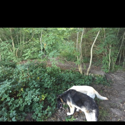 Robert Johnsons Posts