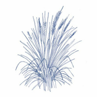 5. A non-native landscape