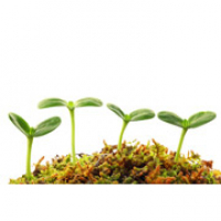 The Environment - Zapp English Colloquial 3.31