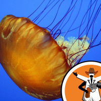 What are Jellyfish?