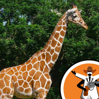 Marius the Giraffe