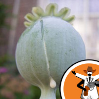 What is opium