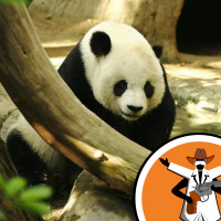 Giant panda breeding