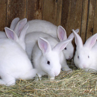 Apologetics 10a: Contraception and Rabbits