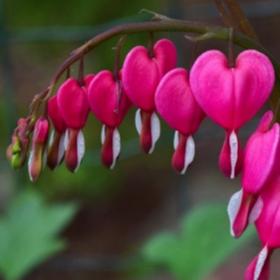 Jolc Sunday Celebration