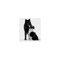 Nick Jans-A Wolf Called Romeo Live with Scott Cluthe