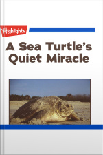 A Sea Turtles Quiet Miracle