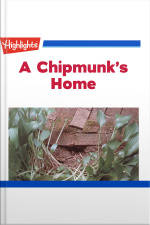 A Chipmunks Home