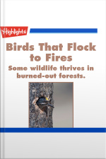 Birds That Flock to Fires