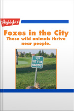 Foxes in the City
