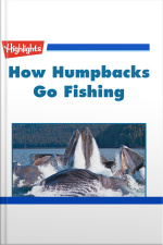 How Humpbacks Go Fishing