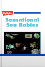 Sensational Sea Babies