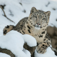 #Vorgelesen: Wie Microsoft KI dem Snow Leopard Trust dabei hilft, eine bedrohte Tierart zu schützen
