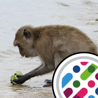 Finlands giant virus, and monkeys take care of their teeth