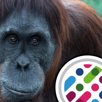 Apes reveal language origins, and being dyslexic in science