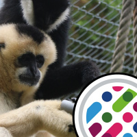 Right handedness, and genes for hairiness