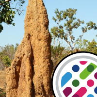 How termites build their nests, and drivers of new diseases