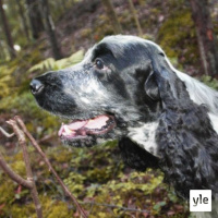 Tavoitteena tehokas ja nopea siedätyshoito