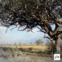 Ilmakehätutkimusta Etelä-Afrikassa: savannipalot viilentävät ilmastoa