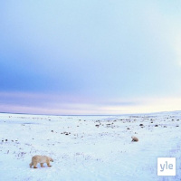 Tutkimusta tundralla