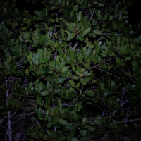 Toad close to the lagoon at night
