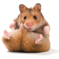#30 - Prince, Ginola and Hamster Genitals