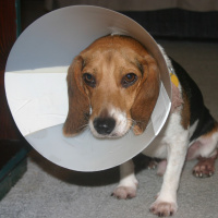 #98 - Dog Cones and Holidays in Dubai