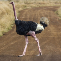 #45 - Ostrich Burgers and Wiggly Woggly Seasons