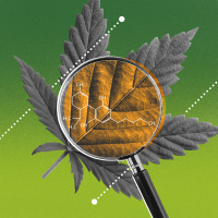 Is Marijuana Legalization Working Out Like We Thought it Would?