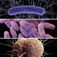 Upper Respiratory Infections  The Role of Antimicrobials