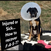 Injured or Sick How to Recover FASTEST...with Rowie McEvoy