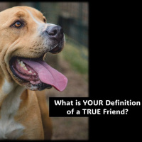 Friend…What Is YOUR Definition Of A TRUE Friend...with Rowie MvEvoy