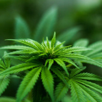 High Times for Cannabis: Smoke Wallin on the Future of the Cannabis Industry