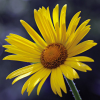 Många vägar leder till Rom: Intervju med Ingrid Almgren Sjölander