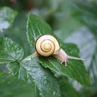 Långtråkighetens lov