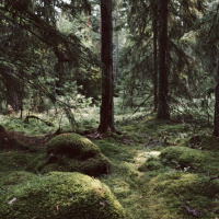 Om Jung, den förste ekopsykologen