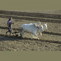 #136 - TO PLOUGH ON/AHEAD/THROUGH/INTO