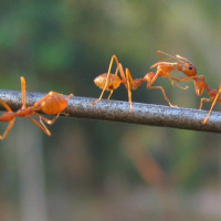 How insects are solving our problems in the city - Dr Tanya Latty