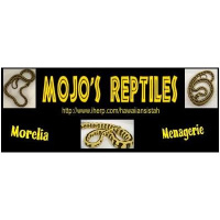 Moana McAdams from Mojo Reptiles joins us.
