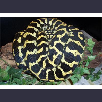 Chris Rindels from Head Hunter reptiles