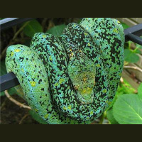 Chondro talk with Marcial Mendez