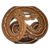Bredli talk with Nick Mutton