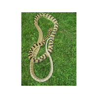 David Means joins us for another all scrub python show