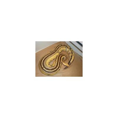 Morelia Pythons Radio