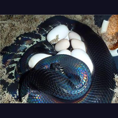 Morelia Pythons Radio