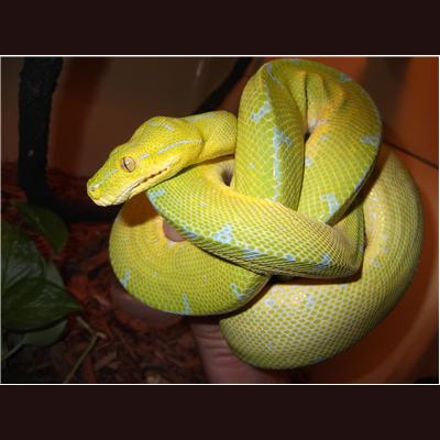 Morelia Pythons Radio
