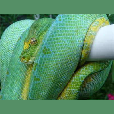 Morelia Pythons Radio