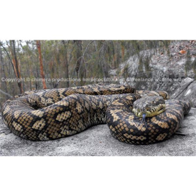 Morelia Pythons Radio